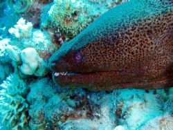 Giant moray eel, miidle reef, Sharm el Sheikh by Steve Laycock 